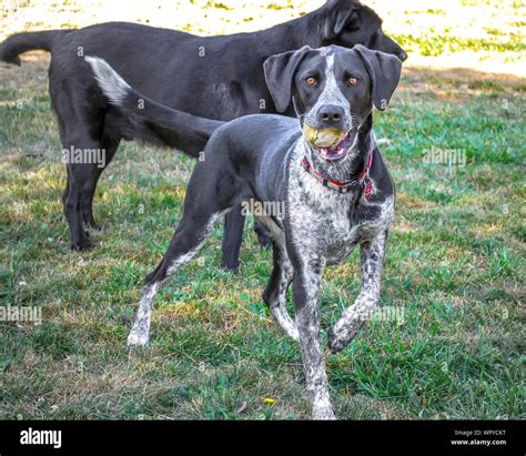 German Shorthaired Pointer Black And White Atelier Yuwaciaojp