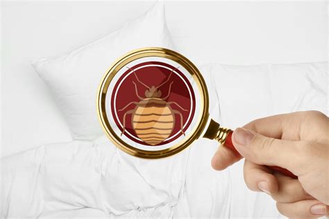 Preventing Bed Bugs In Your Florida Home After Traveling Pest Control