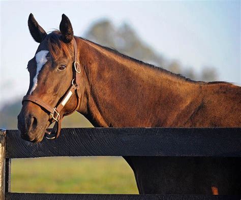 Pin By Ke Ke On The Queen Ii Zenyatta Horse Thoroughbred Horse