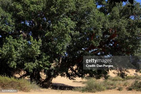 69 Fig Tree Israel Stock Photos, High-Res Pictures, and Images - Getty Images