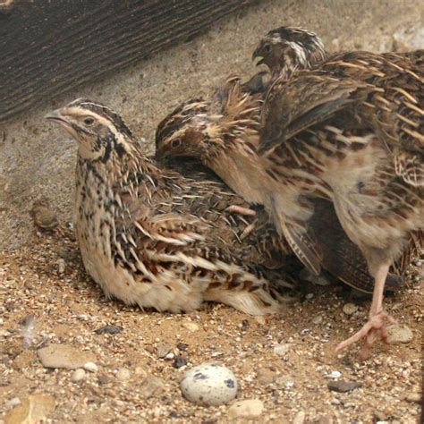 Common Quail