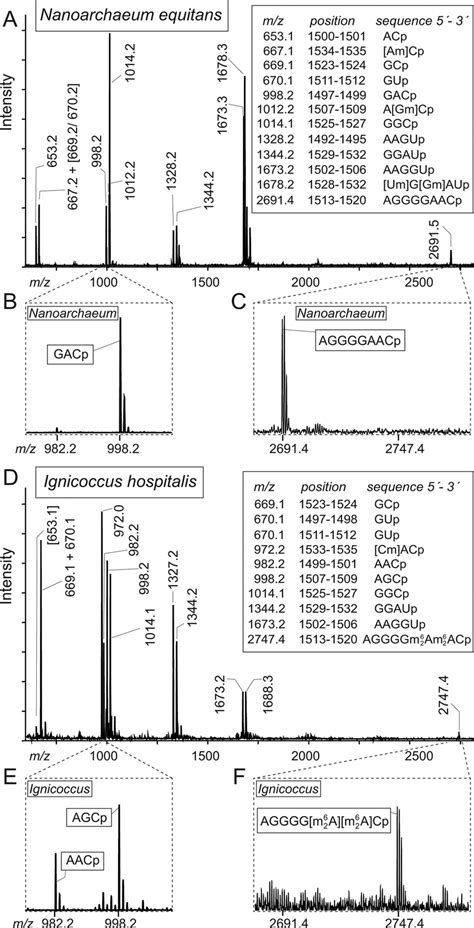 Analyses of Nanoarchaeum equitans and Ignicoccus hospitalis 16S rRNA... | Download Scientific ...