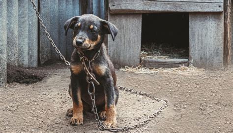 Que Faire Si Je Suis T Moin De Maltraitance Acad Mie Des Chiens