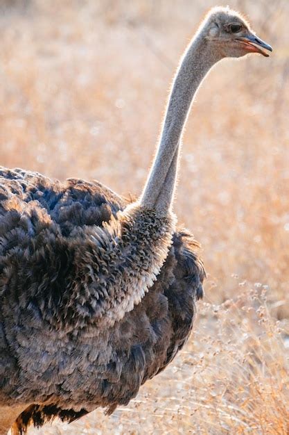 Premium Photo | Ostrich in the wild