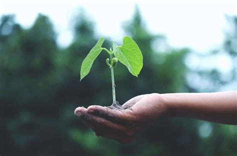 Industria de la celulosa y papel avanza hacia producción carbono