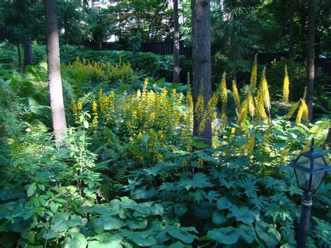 Бузульник Пржевальского в ландшафтном дизайне (40 фото) - фото ...