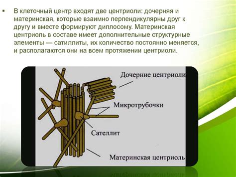 Клеточный центр. Клеточные включения - презентация онлайн