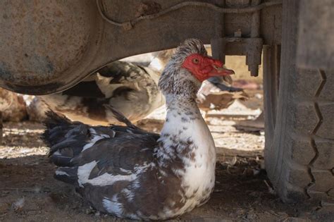 Primer Plano De Un Pato Almizclero En Una Granja Foto Premium