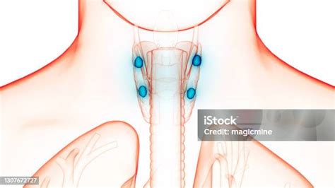 manusia kelenjar kelenjar parathyroid kelenjar anatomi foto stok
