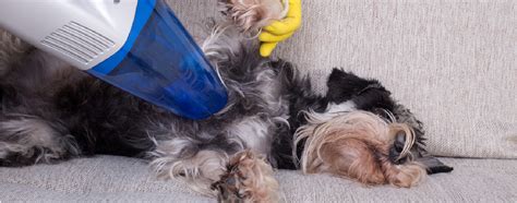 Best Pet Vacuums - The Cleaning Institute