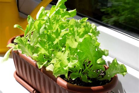 Growing Lettuce Indoors A Complete Guide