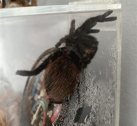 How to calm them down after a move? : r/tarantulas