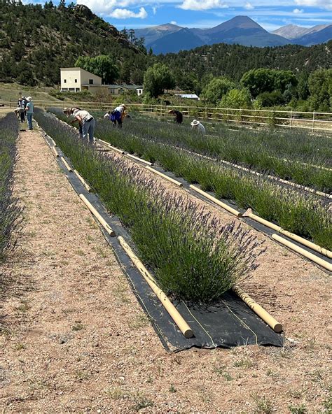 About — Colorado Mountain Lavender