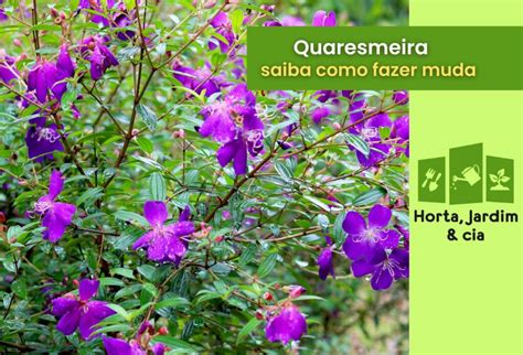 Como Fazer Muda De Quaresmeira - Como fazer muda de quaresmeira? Aprenda um passo a passo certeiro e ...