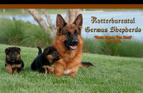 Reds Above The Rest Deep Red German Shepherd Puppies For Sale