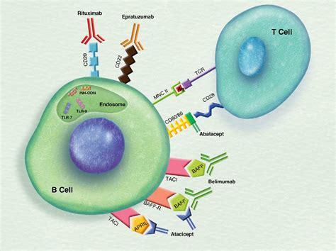 Figure From The Role Of B Cells And B Cell Targeted Therapies In