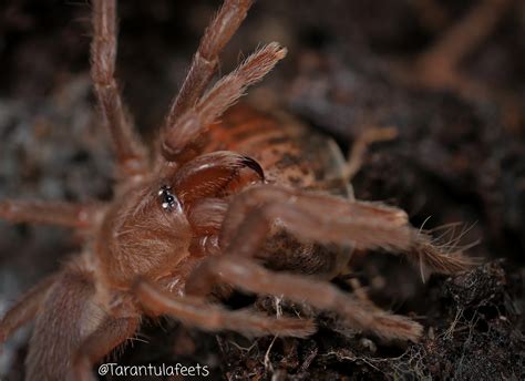 O Philippinus Tarantula Forum