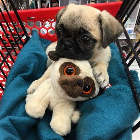 Cute Baby Pugs Cute Baby