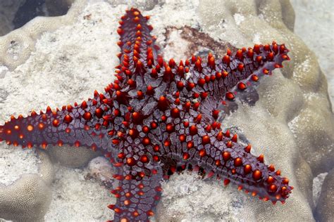Starfish Free Stock Photo - Public Domain Pictures