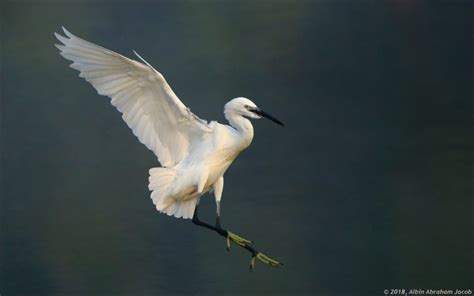 What's that White Egret sp? - Bird Count India