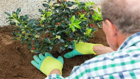 How To Grow Cranberries Expert Techniques For Every Season Forestry