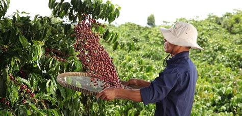 Tanzania Launches Nationwide Farmer Registration To Meet EU