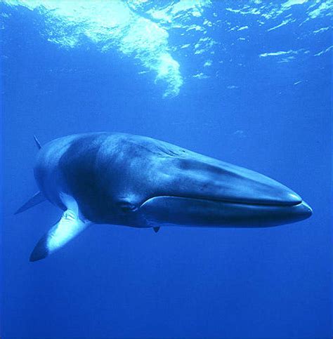 Meet The Minke Whale | Whale Wars | Animal Planet