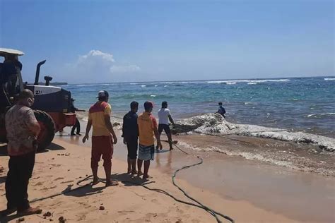 Dari Serangan Ke Pantai Nusa Dua Bangkai Paus Kian Membusuk Denpost