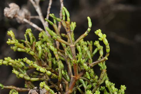 Korthalsella Salicornioides Viscaceae Image At Phytoimages Siu Edu