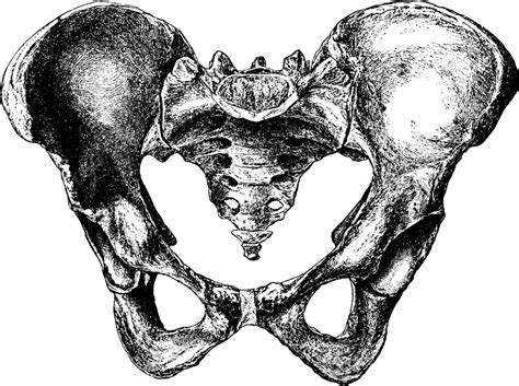 female pelvis  beforevintage illustration black drawing vintage