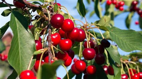 Cuánto tarda un CEREZO en DAR FRUTO y qué tarda en crecer