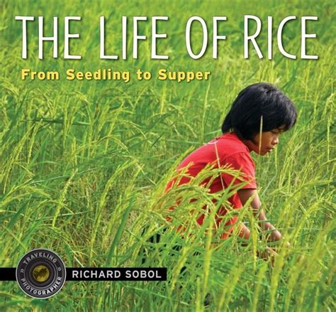 The Life Of Rice Picture Book Scholastic Book Childhood Books