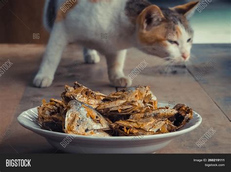 Fried Cats