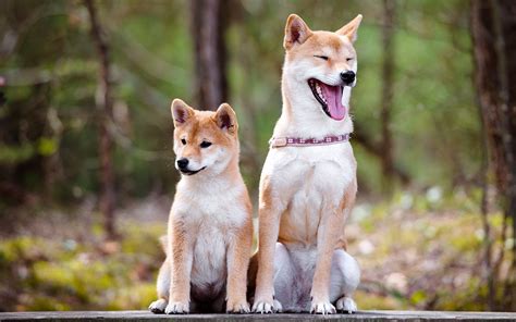 20 Cool Facts About The Shiba Inu Dog Breed