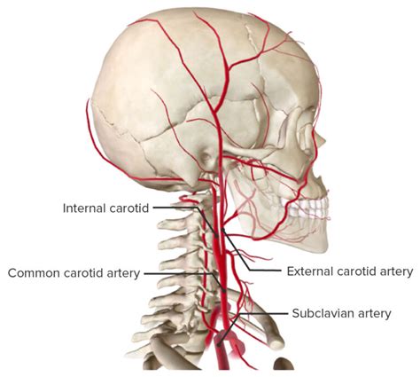 Carotid Arterial System Anatomy Concise Medical Knowledge