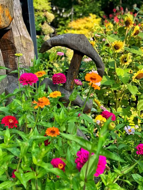 Zinnias Perennials Buy Zinnia Zinnia Elegans Purple Prince: £2.23