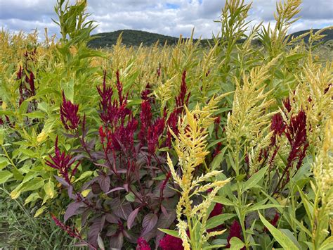 Celosia Pampas Plume