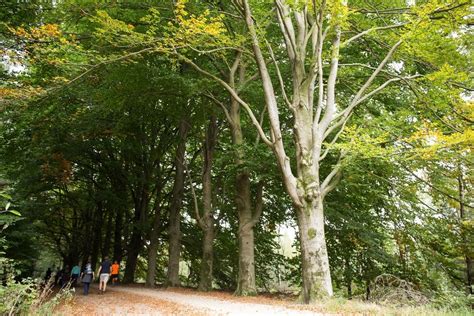 De Mooiste Boswandelingen In Nederland En Vlaanderen Dewandeldate