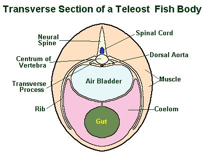 Swim Bladder 101: The Evolution Of The Fish's Air Bladder - Earth Life