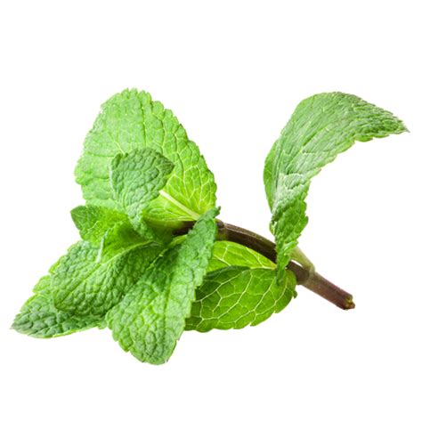 mint png image hd png