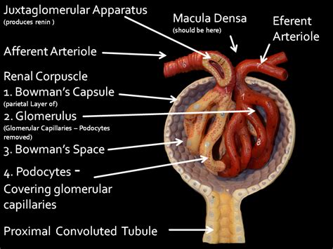 Label The Anatomy Of The Renal Corpuscle