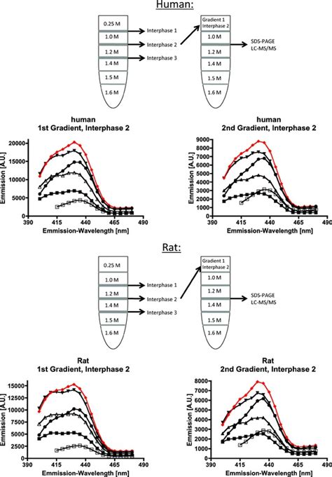 Flowchart Of Lipofuscin Purification By Sucrose Gradients Out Of Human