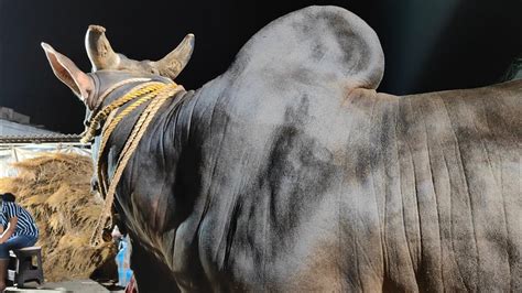 Biggest Ongole Kapila Ox Of From Ar Rabb Dairy Farm Golbari