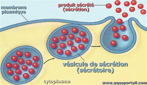 Vésicule de sécrétion définition illustrée et explications