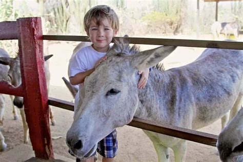 Aruba, Wild Donkeys And Cuteness Overload