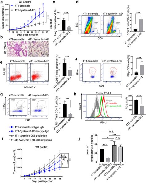 Syntenin1 Facilitates 4t1 Growth And Lung Metastasis Through Cd8⁺ T