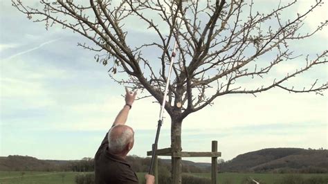 Obstbaum Richtig Schneiden Obstbaumschnitt Pflegeschnitt Bis