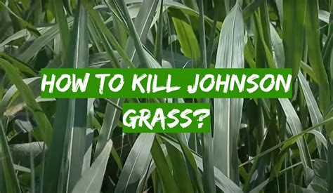 How To Kill Johnson Grass Grass Killer