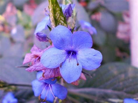 flower blue purple  photo  pixabay