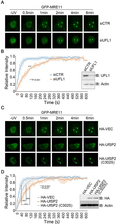 Ufmylation Promotes Mre Recruitment To The Dna Damage Stripes A And